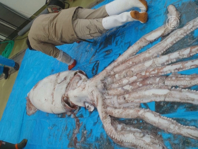 Японские рыбаки выловили гигантского кальмара