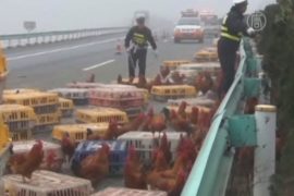 Как китайская полиция ловила разбежавшихся кур