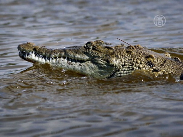 В Австралии крокодил утащил ребенка