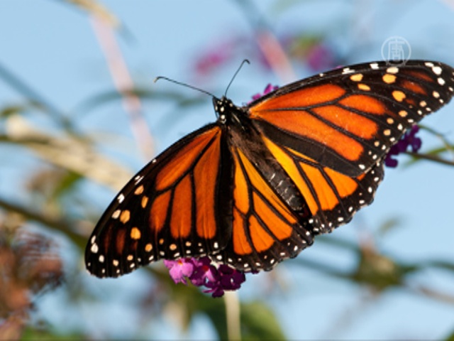 WWF: бабочки-монархи под угрозой исчезновения