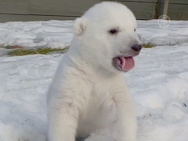 Медвежонок впервые видит снег