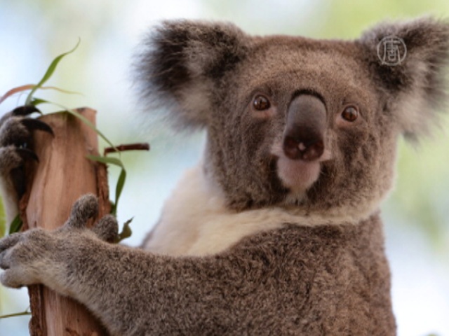 Китайцы хотят отмечать Новый год рядом с коалами