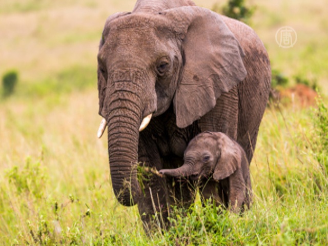 В нацпарках Кении пересчитывают слонов