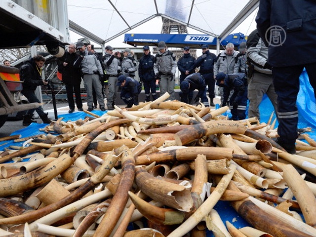 Франция борется с контрабандой слоновой кости