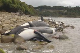 9 косаток погибли в Новой Зеландии