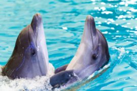 Свадьбу дельфинов сыграли в Ялте