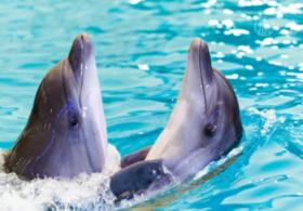 Свадьбу дельфинов сыграли в Ялте