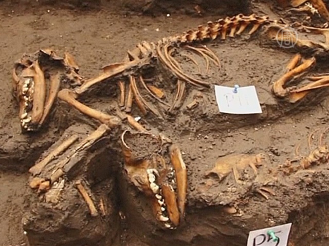 Захоронение собак времён ацтеков нашли в Мехико