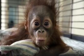 В яванском зоопарке родился редкий орангутан