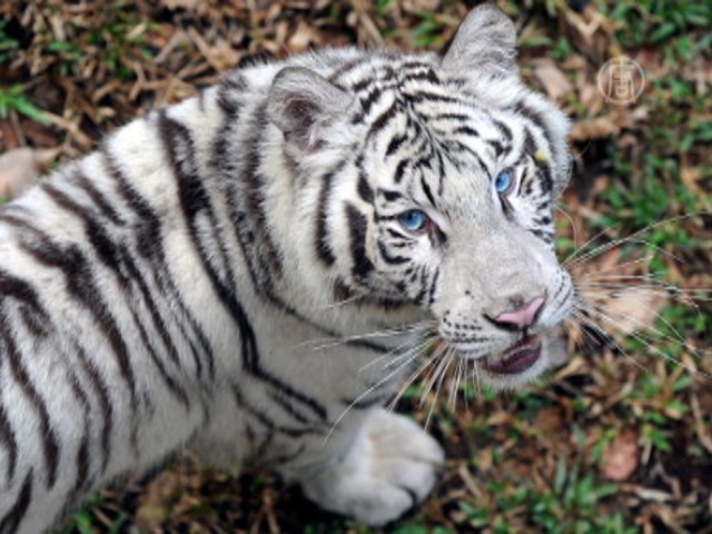В Буэнос-Айресе будут разводить белых тигров