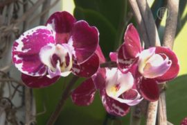 Тысячи орхидей расцвели в Нью-Йоркском ботсаду