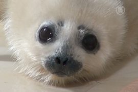 Японцы любуются малюткой-тюленем
