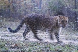 Леопардов сняли на видео китайские пограничники