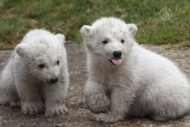 Белые медвежата «выходят в мир» в зоопарке Мюнхена