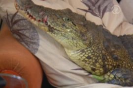 В иркутской квартире живет нильский крокодил