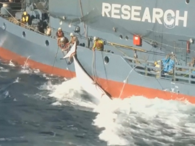 Японии запретили охоту на китов в Антарктике
