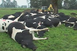 В Чили молния убила более 60 коров