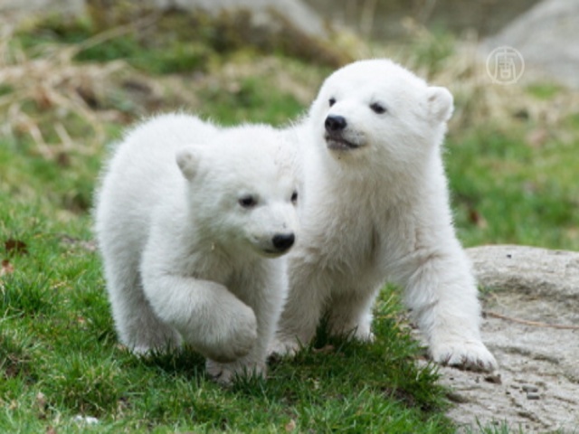 Белые медвежата в Мюнхене, наконец, получили имена