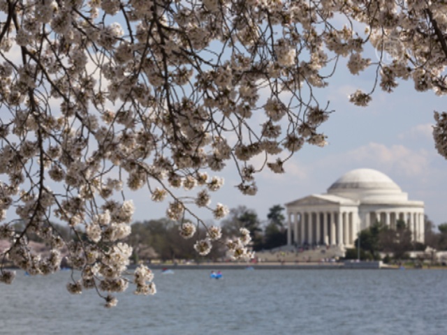 В Вашингтоне цветет столетняя сакура