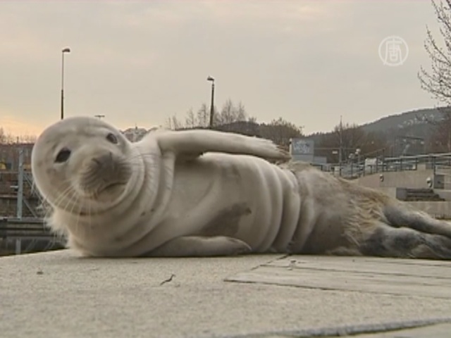 На набережную в Швеции забрел тюлененок