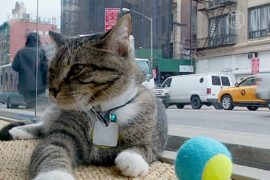 Первое «кошачье кафе» открылось в Нью-Йорке