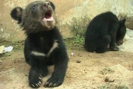 В Индии нашли брошенных медвежат