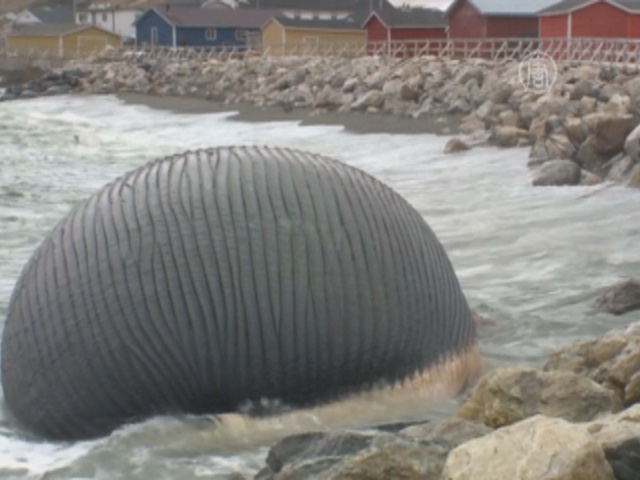 Туша кита наводит панику в канадском поселке