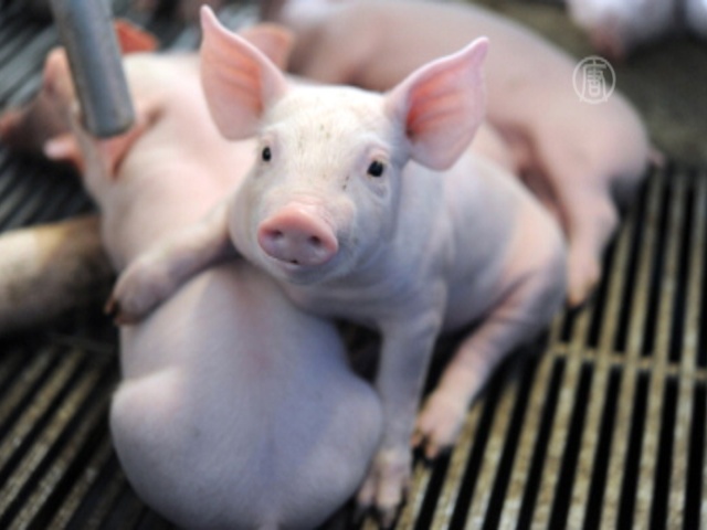 Вирус свиной диареи убивает поросят в США