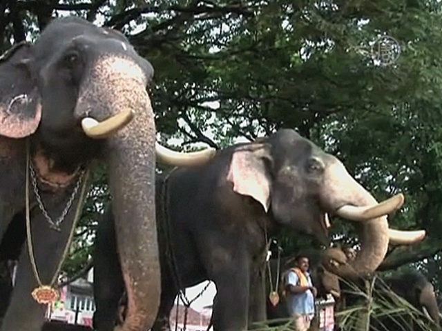 Слоны в Индии проходят медосмотр перед праздником