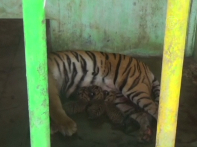 4 суматранских тигрёнка родились в зоопарке «Медан»
