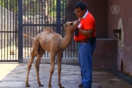 Детёныш дромадера родился в зоопарке Мехико
