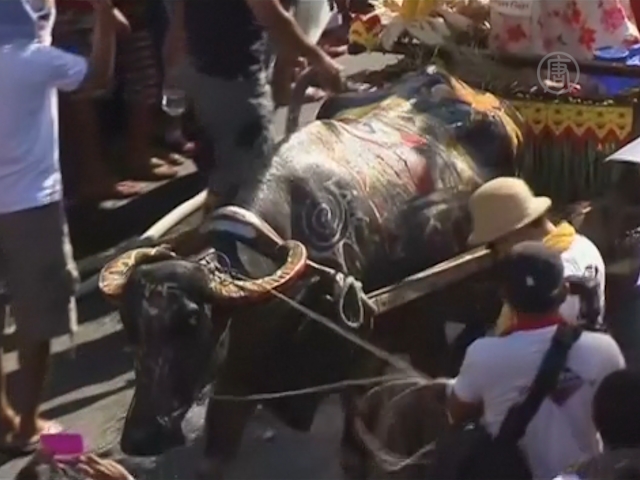 Фестиваль водяных буйволов прошёл на Филиппинах