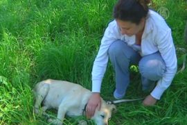 В Сербии потерянным собакам помогают найти хозяев