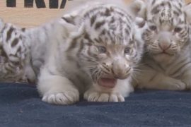 Белых тигрят представили публике в Австрии
