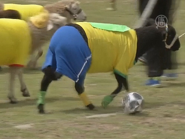 В Колумбии овец заставили играть в футбол