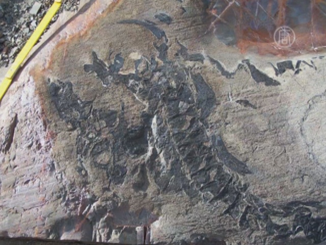 Тающие ледники обнажили древние окаменелости