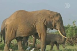 Кенийская полиция изъяла 300 слоновьих бивней