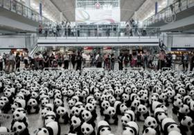 1600 панд выгрузилось в аэропорту Гонконга