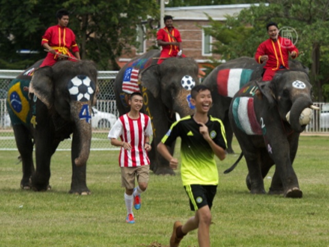 Слоны сыграли в футбол с людьми