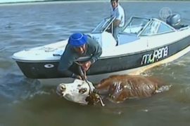 Фермеры Аргентины спасают скот вплавь