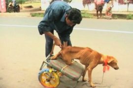 Индус спас бездомного пса-инвалида