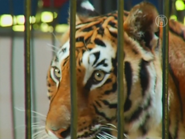 В Мехико запретили животных в цирках