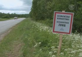 Латвия введёт режим ЧП из-за чумы свиней