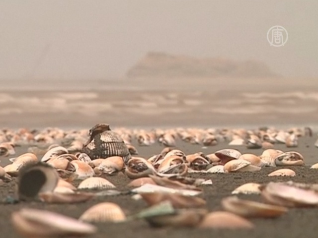 Тысячи моллюсков выбросило на берег в Пакистане