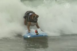 Собаки-серфингисты состязались в Калифорнии