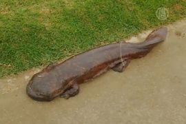 Японский школьник нашел гигантскую саламандру