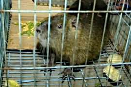 В Китае поймали бамбуковую крысу весом 5 кг