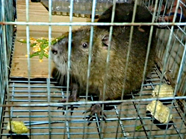 В Китае поймали бамбуковую крысу весом 5 кг