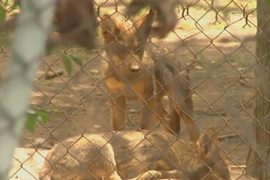 В зоопарке Мексики родились редкие волчата