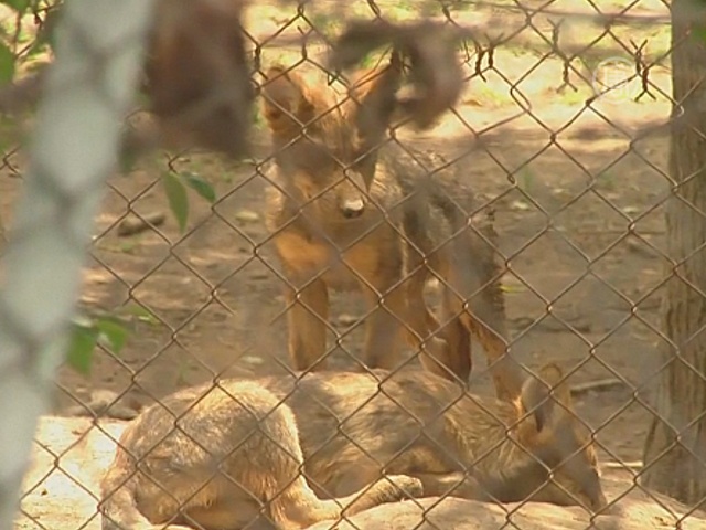 В зоопарке Мексики родились редкие волчата